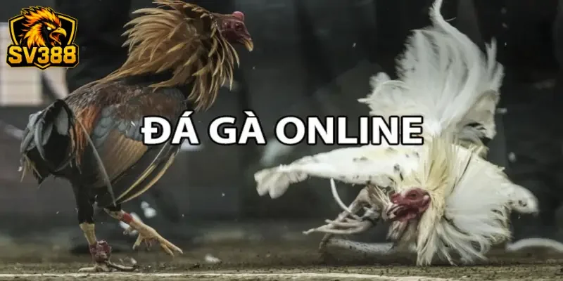 Kèo đá gà Asil SV388 - Tận hưởng đấu trường đỉnh cao 2026 1 Kèo đá gà Asil SV388 - Tận hưởng đấu trường đỉnh cao 2026