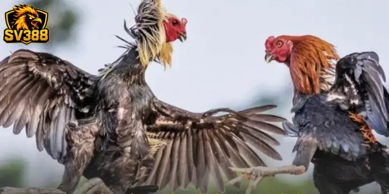 Kèo gà đá C2 SV388: Chiến thuật bắt kèo chắc thắng từ cao thủ 4 Hướng dẫn tham gia trải nghiệm đỉnh cao tại SV388
