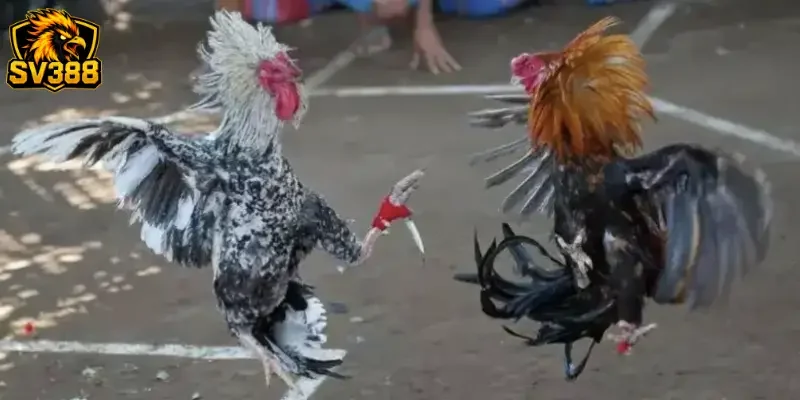 Phân tích kèo đá gà SV388 chuẩn xác và cách làm chủ mọi trận đấu 2 Phân tích kèo đá gà SV388 đúng kỹ thuật từ cao thủ