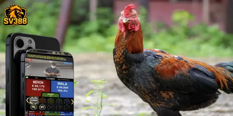 Cược gà đá mobile SV388: Trải nghiệm chọi gà trên điện thoại 